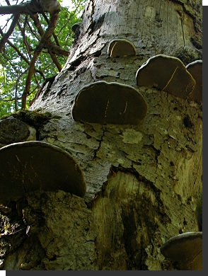 Il bosco del Montecio. Il legno morto è vita