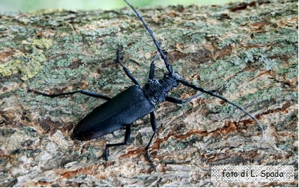 Il bosco del Montecio. Insetti saproxilici