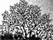 albero
